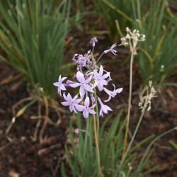 Tulbaghia violacea