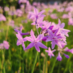 Tulbaghia violacea