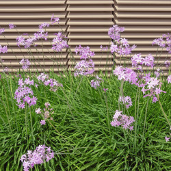 Tulbaghia violacea