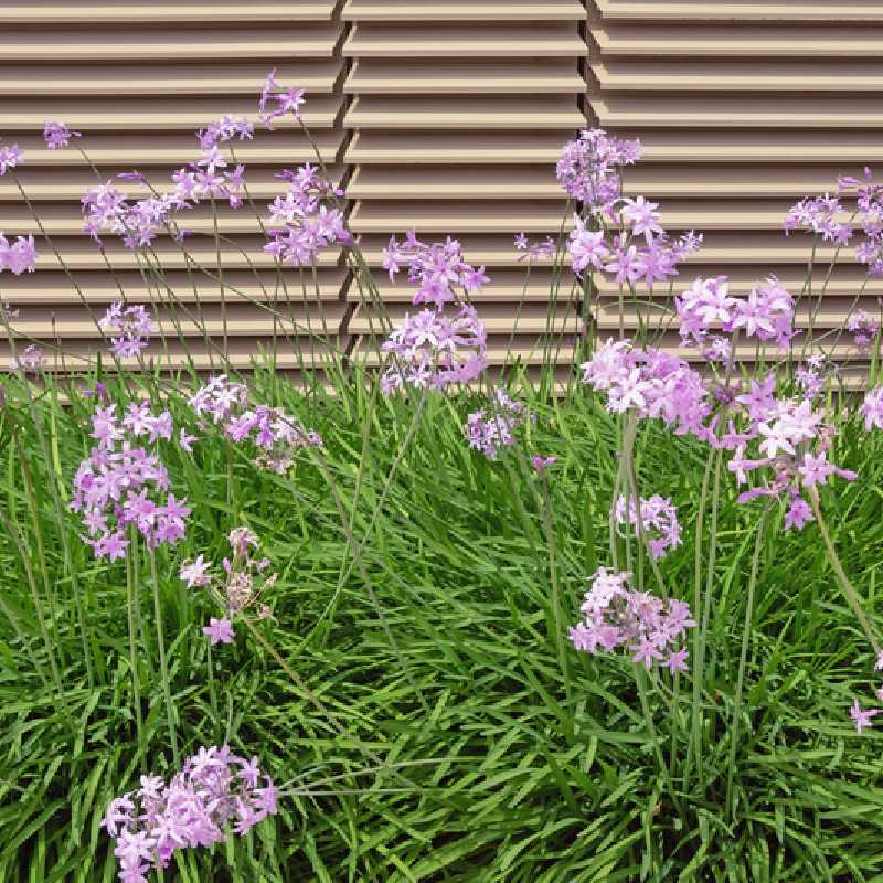 Tulbaghia violacea