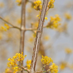 Cornus officinalis 'Robins Pride' - Cornouiller officinal