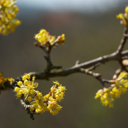 Cornus officinalis 'Robins Pride' - Cornouiller officinal