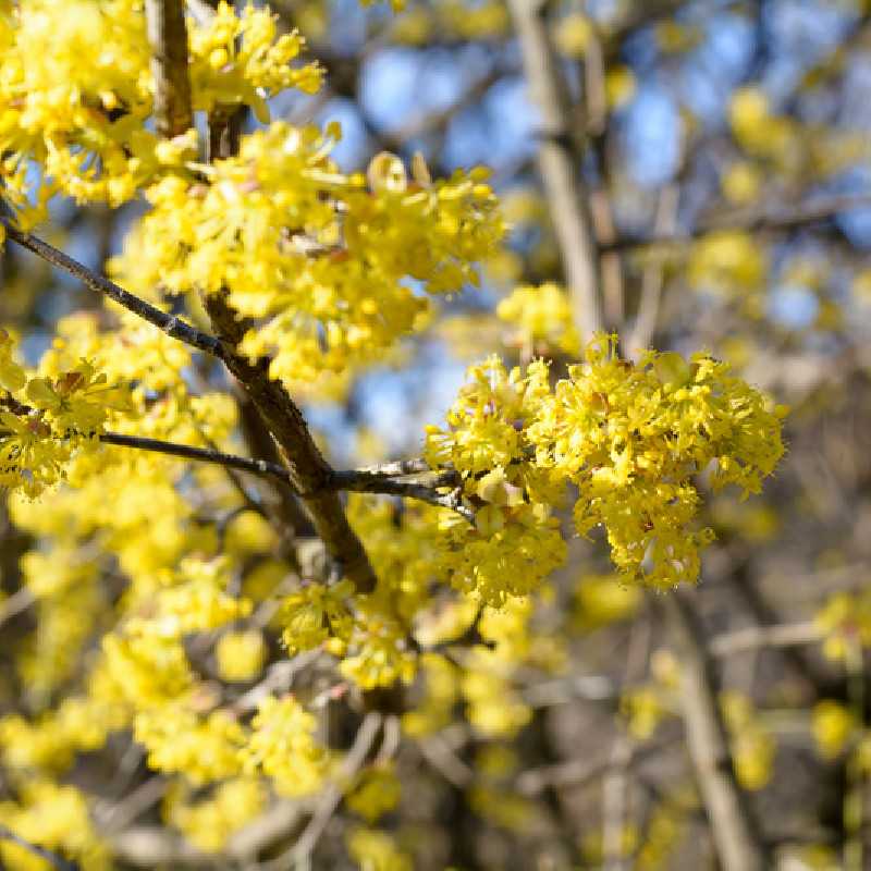 Cornus officinalis 'Robins Pride' - Cornouiller officinal