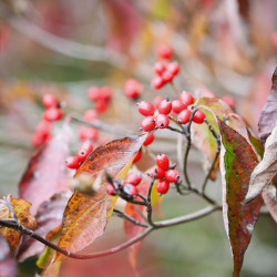 Cornus officinalis 'Robins Pride' - Cornouiller officinal