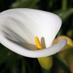 Zantedeschia aethiopica