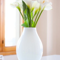 Zantedeschia aethiopica