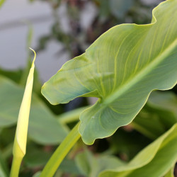 Zantedeschia aethiopica