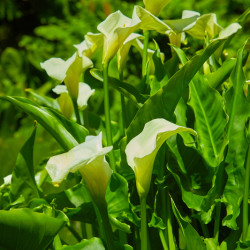Zantedeschia aethiopica