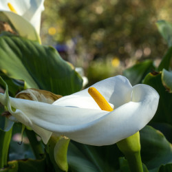 Zantedeschia aethiopica