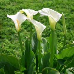 Zantedeschia aethiopica