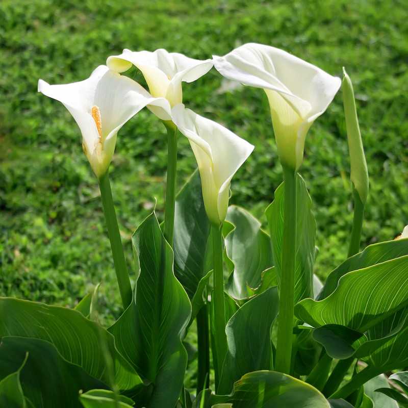 Zantedeschia aethiopica