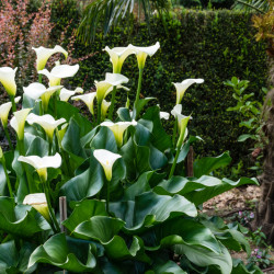 Zantedeschia aethiopica