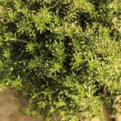 Westringia fruticosa