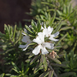 Westringia fruticosa