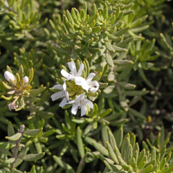 Westringia fruticosa