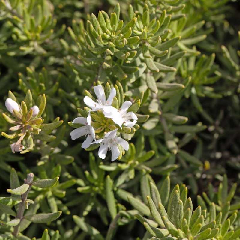 Westringia fruticosa