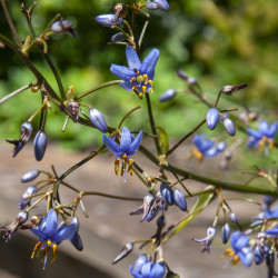 Dianella caerulea 'Clarity Blue' ® - Lis de Tasmanie