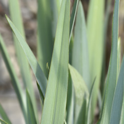 Dianella caerulea ‘Clarity Blue‘