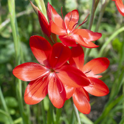 Schizostylis coccinea 'Major' - Lis des Cafres