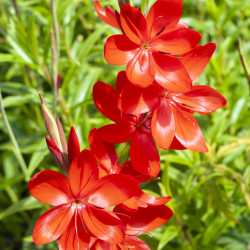 Schizostylis coccinea 'Major' - Lis des Cafres