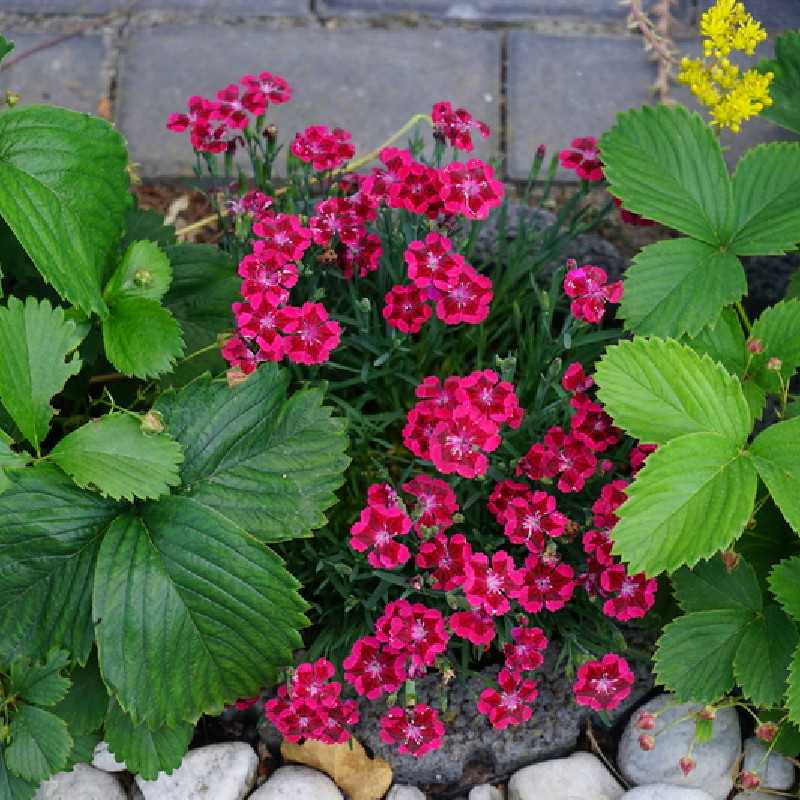 Dianthus 'Merci fleuri'- Œillet mignardise