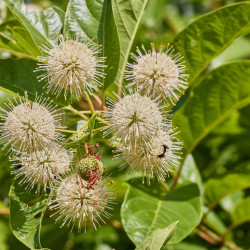 Cephalanthus occidentalis