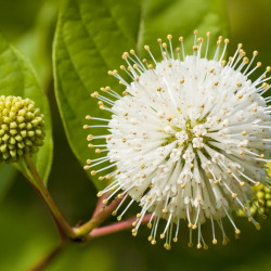 Cephalanthus occidentalis