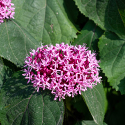 Clerodendrum bungei 'Pink Diamond' - Clérodendron