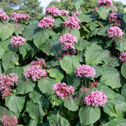 Clerodendrum bungei 'Pink Diamond' - Clérodendron