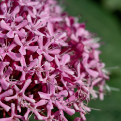 Clerodendrum bungei 'Pink Diamond' - Clérodendron
