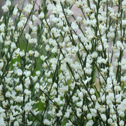 Cytisus × praecox 'Albus' - Genêt précoce