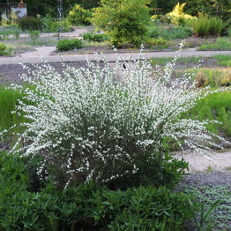 Cytisus × praecox 'Albus' - Genêt précoce