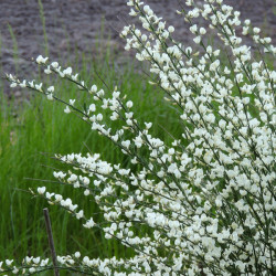Cytisus × praecox 'Albus' - Genêt précoce