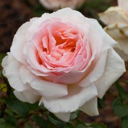 Rosa André Lenotre