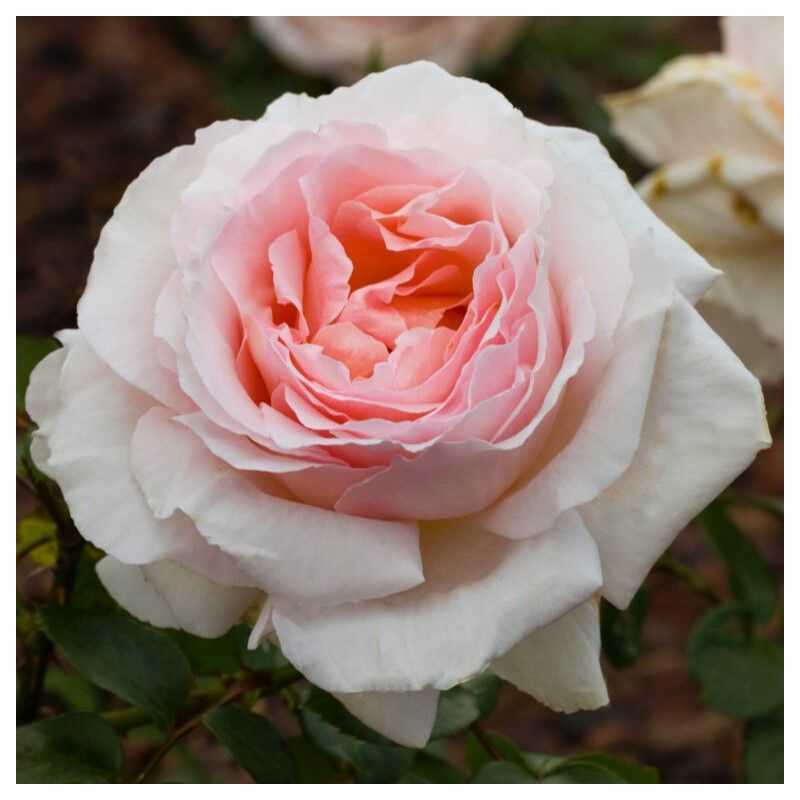 Rosa André Lenotre