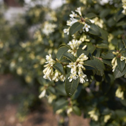 Osmarea burkwoodii - Osmanthe de Burkwood