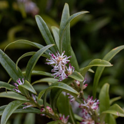 Sarcococca hookeriana ‘Winter Gem‘