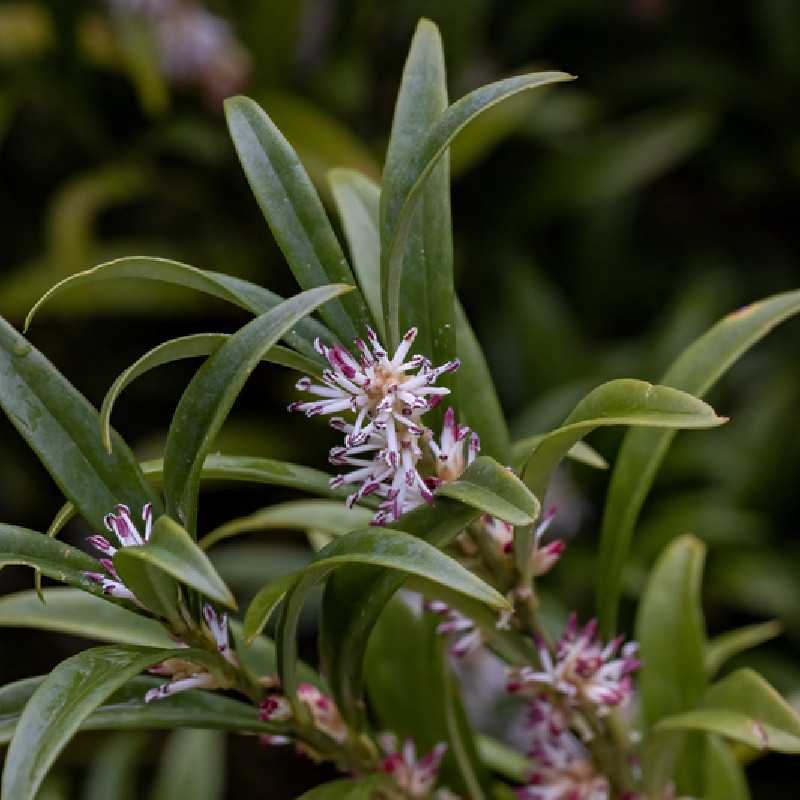 Sarcococca hookeriana ‘Winter Gem‘