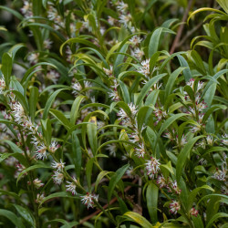 Sarcococca hookeriana ‘Winter Gem‘