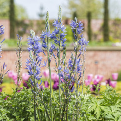 Camassia quamash Orion
