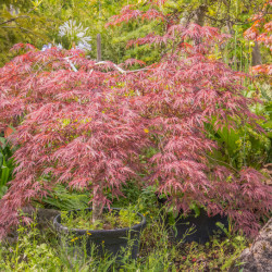 Acer palmatum Dissectum