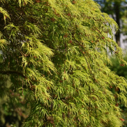 Acer palmatum Seiryu