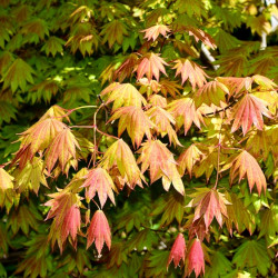 Acer shirasawanum Jordan