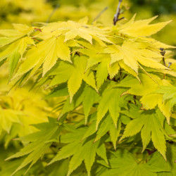 Acer shirasawanum Jordan