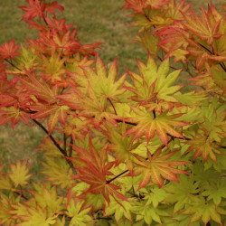 Acer shirasawanum Jordan
