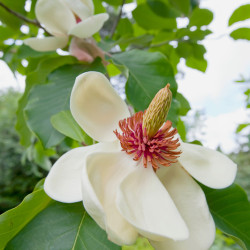Magnolia  wieseneri ‘Charm & Fragance‘