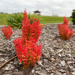 Berberis thunbergii Orange ice