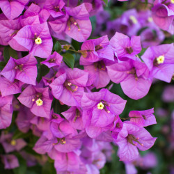 Bougainvillea specto-glabra 'Violet de Mèze' - Bougainvillier de Californie