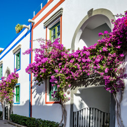 Bougainvillea specto-glabra 'Violet de Mèze' - Bougainvillier de Californie