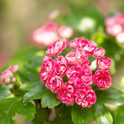 Crataegus laevigata Paul's Scarlet